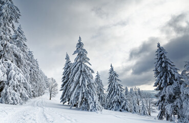 sapins enneigés dans les Vosges