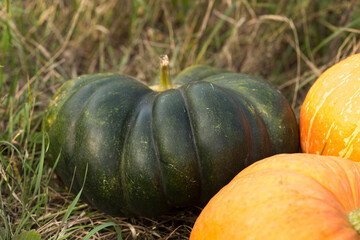 Autumn harvest of beautiful and large pumpkins