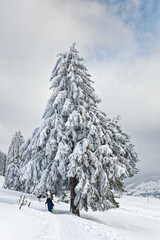 sapins enneigés dans les Vosges