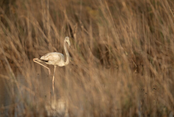 A juvenile Greater Flamingos at Asker marsh in the morning hours, Bahrain