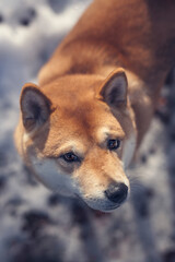 Portrait of an Shiba inu in the snow.  Close up from a small red dog in winter.