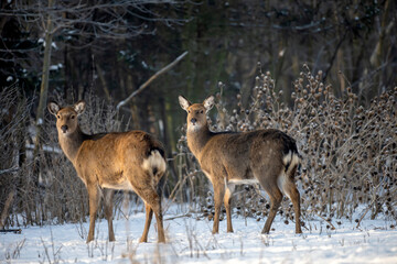 Naklejka na ściany i meble Wild roe deer in the winter forest in the wild