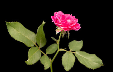 Beautiful pink rose flower on rose tree against black background