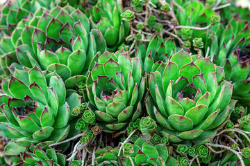 green vivid houseleeks Sempervivum background