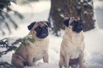 Obraz premium Portrait of two Pugs in the snow. More dogs in the Park during the winter. Beautiful frosty nature with two dogs in the sunset
