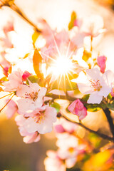 Delicate backlit pink flower