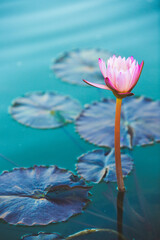 Delicate backlit pink flower
