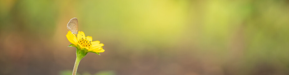Nature view of beautiful butterfly on yellow flower with green nature blurred background in garden with copy space using as background insect, natural landscape, ecology, fresh cover page concept.