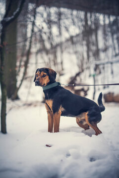 Portrait of an tyrolean Bracke in the snow. Black dog sitting in the forest in the winter. Dog close to a frosty lake