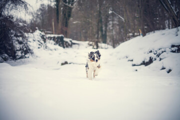 Portrait of an Australian Shepherd in the forest during the winter. Dog in snowy landscape. Furry dog sitting in the snow