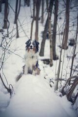 Portrait of an Australian Shepherd in the forest during the winter. Dog in snowy landscape. Furry dog sitting in the snow