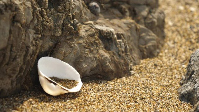 A white shell on the shore of Koijigahama Beach in Tahara Japan with the white and the big rocks on the side