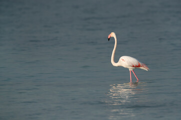 Greater Flamingo at Busiateen coast of Bahrain