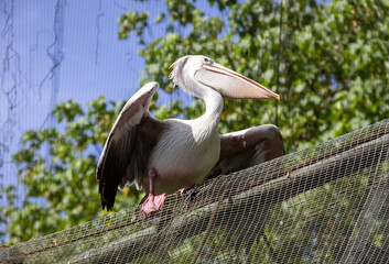 Pélican du parc à oiseaux de Kuala Lumpur, Malaisie