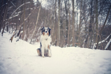 Portrait of an Australian Shepherd in the forest during the winter. Dog in snowy landscape. Furry dog sitting in the snow