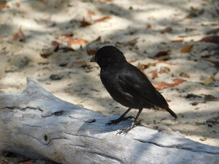 Black Bird