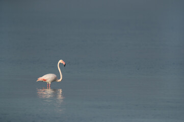Greater Flamingo and the vast sea at Busiateen coast of Bahrain