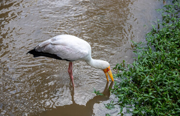 Cigogne du parc à oiseaux de Kuala Lumpur, Malaisie