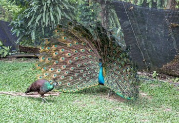 Parade nuptiale d'un paon, parc à oiseaux de Kuala Lumpur, Malaisie