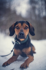 Portrait of an tyrolean Bracke in the snow. Black dog sitting in the forest in the winter. Dog close to a frosty lake