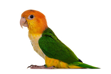 Fototapeta na wymiar Young White bellied caique bird, standingon flat surface side ways. Isolated on white background.