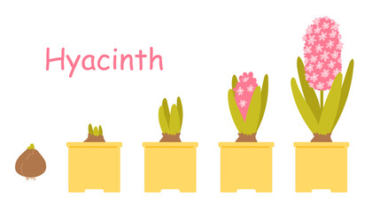 Pink hyacinth in a pot. Beautiful spring potted flowers isolated on white background. Growing bulbous plants. Vector illustration in flat style.