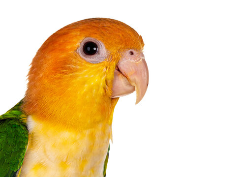 Head shot of young White bellied caique bird. Isolated on white background.