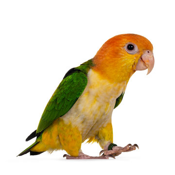 Young White bellied caique bird, walking side ways. Isolated on white background.