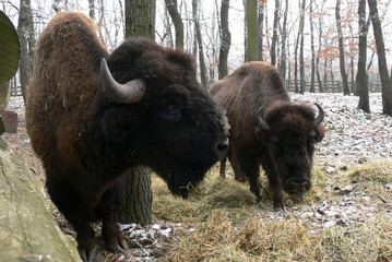 European bisons in wild park in Hungary 