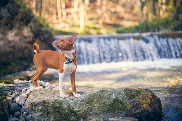 Basenji Puppy standing on rocks close to a waterfall. Small dog looks around in the nature. Little Puppy explore the world