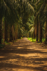 Long dirt road lined with palm trees
