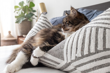 A female Siberian house cat relaxes on a pillow on a bed