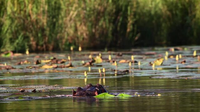 Hippopotamus in water at dawn in Kruger National park, South Africa ; Specie Hippopotamus amphibius family of Hippopotamidae