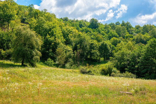 beech forest on the hill. beautiful nature landscape in mountain on a sunny day