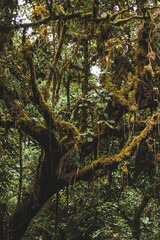Moss covered tree in tropical jungle