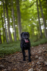 Portrait of an black labrador Retriever in the forest. Big dog standing proud in the nature