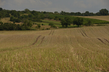 Fototapeta premium Autumn fields in Kyjov region of Moravia