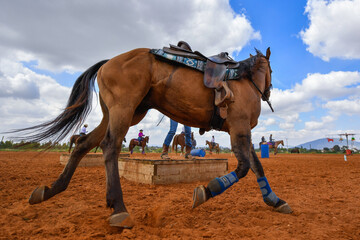 Obraz premium Cowboy preparing the horse for the extreme cowboy competition.