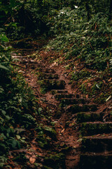 Moss covered stone steps in jungle