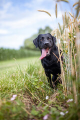 Portrait of an Labrador Retriever standing in a field with flowers. Black Dog happy in the nature.