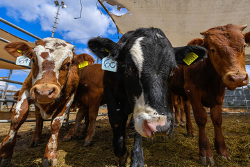 Young bulls in a paddock on a farm