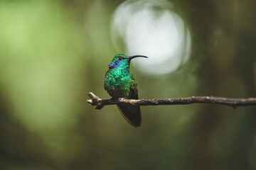 Green hummingbird perched on branch