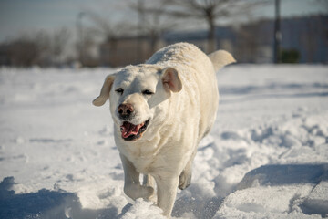 LIGHT COLORED RETRIEVER LABRADOR DOG TAKING A WALK WITH ITS OWNER IN A SNOWY PARK AND PLAYING WITH THE SNOW