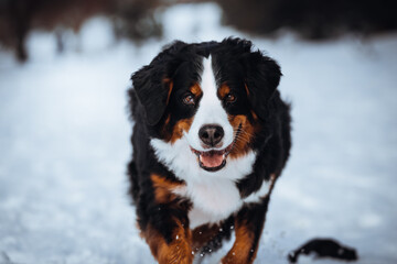 Bernese mountain dog female posing outside at winter wonderland. Bernese senenhund in the winter.