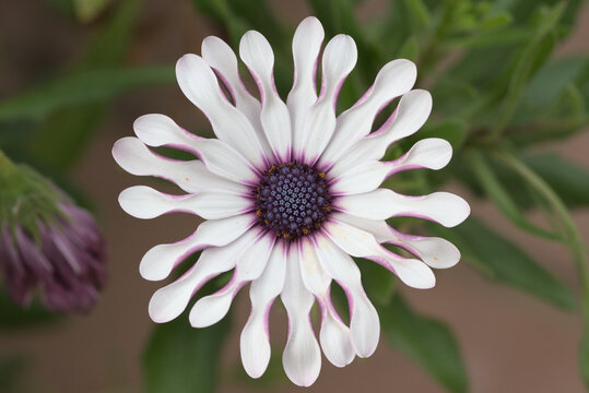 Primer plano de una flor de osteopermum con p&eacute;talos enroscados.