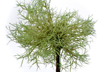 a Usnea lichen with selective focus