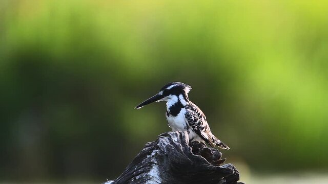 Pied kingfisher grooming in backlit in Kruger National park, South Africa ; Specie Ceryle rudis family of Alcedinidae