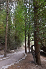 walk through Nahal Hashofet in the HaZorea Forest, Ramat Menashe Biosphere Reserve, located near Mount Carmel, Israel
