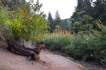 walk through Nahal Hashofet in the HaZorea Forest, Ramat Menashe Biosphere Reserve, located near Mount Carmel, Israel