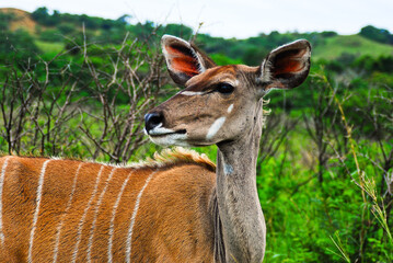 The Great Kudu female has big head with big ears and long neck with white stripes on body